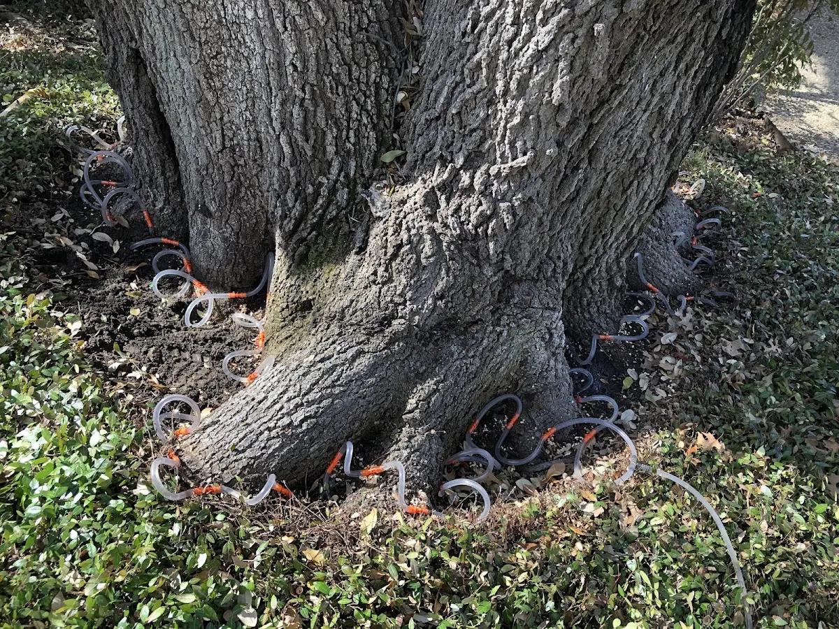 Detailed Tree Cabling and Bracing job site in Rozel