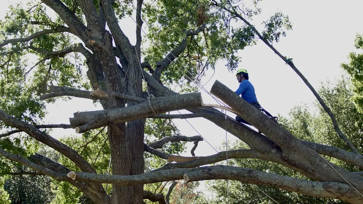 Professional Crown Thinning performed by certified arborists in Rozel